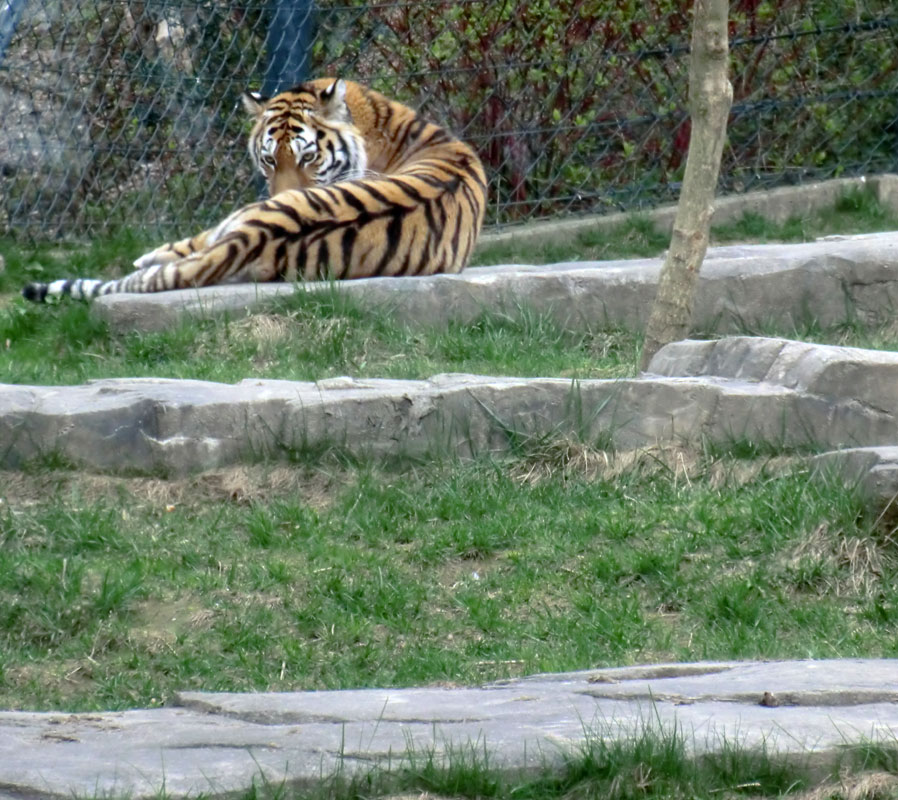 Sibirische Tigerin MYMOZA im Zoo Wuppertal am 29. März 2012