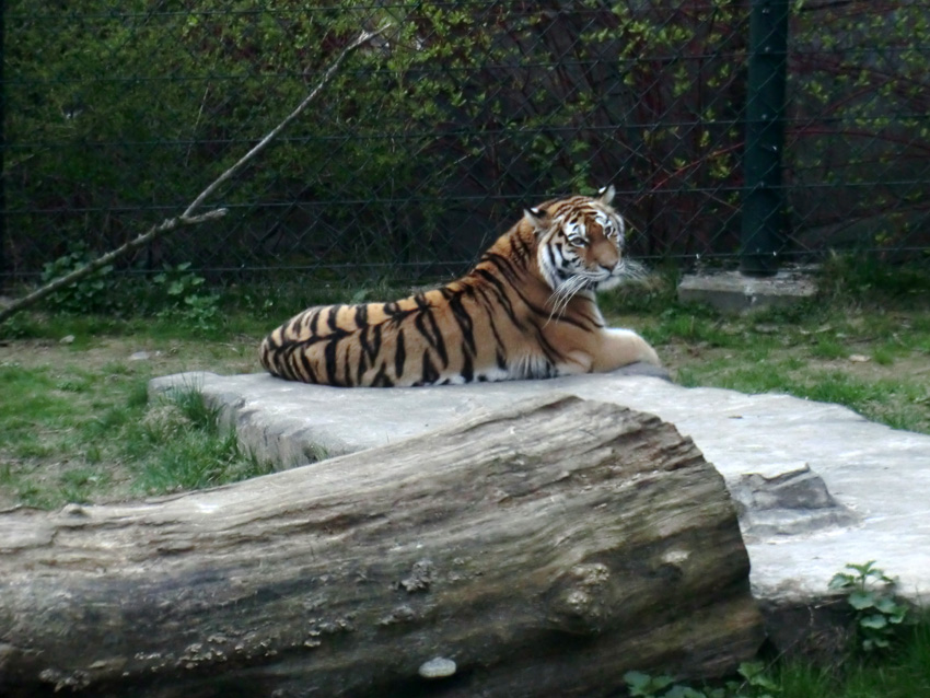 Sibirische Tigerin MYMOZA im Zoologischen Garten Wuppertal am 29. März 2012