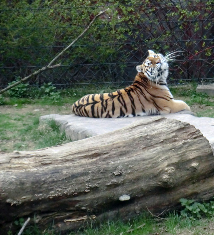 Sibirische Tigerin MYMOZA im Wuppertaler Zoo am 29. März 2012