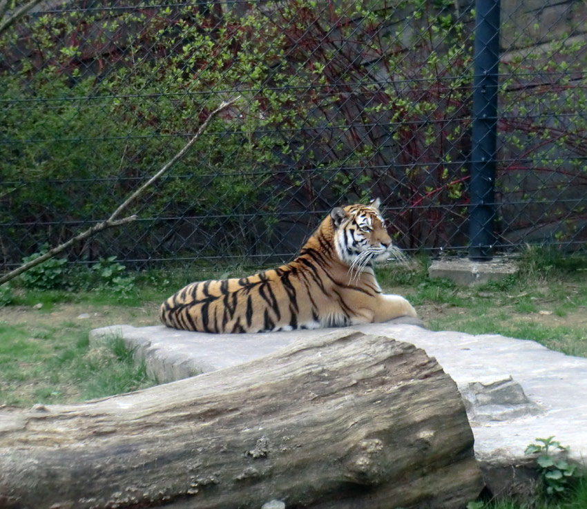 Sibirische Tigerin MYMOZA im Zoo Wuppertal am 29. März 2012