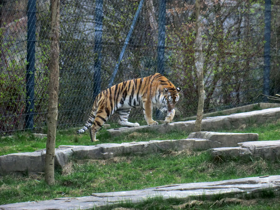 Sibirische Tigerin MYMOZA im Zoologischen Garten Wuppertal am 29. März 2012