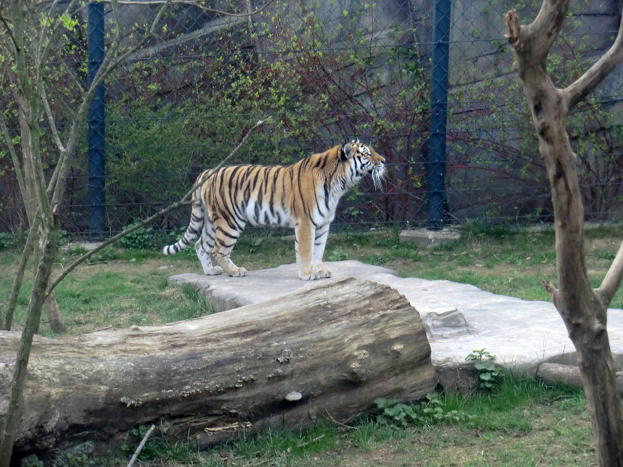 Sibirische Tigerin MYMOZA im Wuppertaler Zoo am 29. März 2012