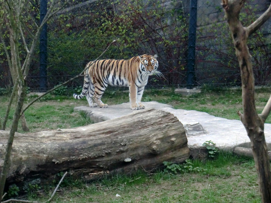 Sibirische Tigerin MYMOZA im Zoo Wuppertal am 29. März 2012