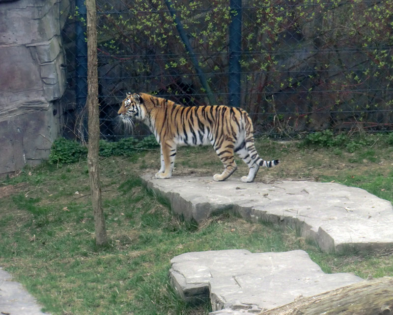 Sibirische Tigerin MYMOZA im Zoologischen Garten Wuppertal am 29. März 2012