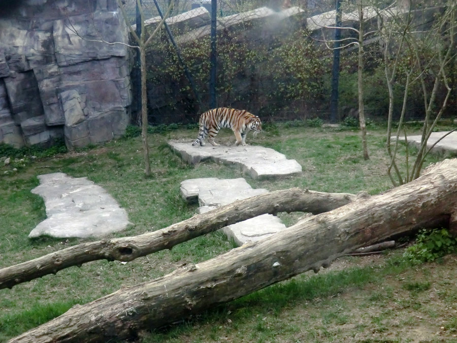 Sibirische Tigerin MYMOZA im Wuppertaler Zoo am 29. März 2012