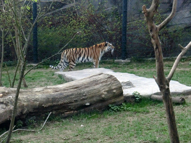 Sibirische Tigerin MYMOZA im Zoologischen Garten Wuppertal am 29. März 2012