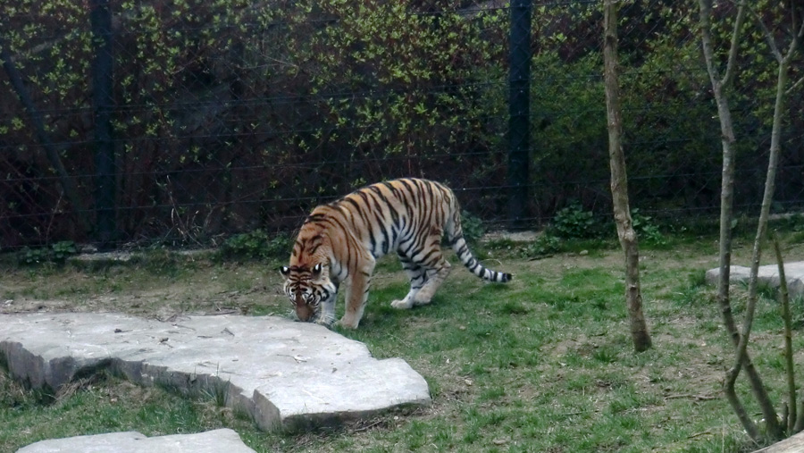 Sibirische Tigerin MYMOZA im Wuppertaler Zoo am 29. März 2012