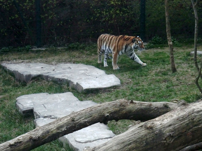 Sibirische Tigerin MYMOZA im Zoo Wuppertal am 29. März 2012