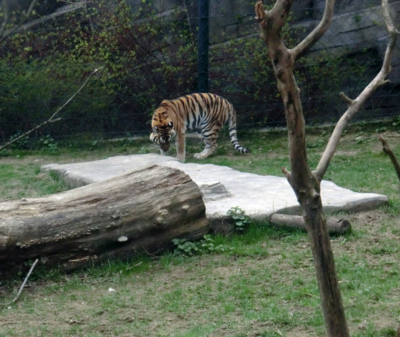 Sibirische Tigerin MYMOZA im Zoologischen Garten Wuppertal am 29. März 2012