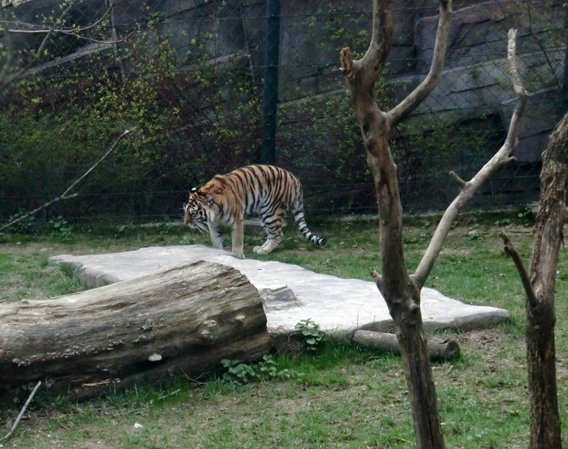 Sibirische Tigerin MYMOZA im Zoo Wuppertal am 29. März 2012