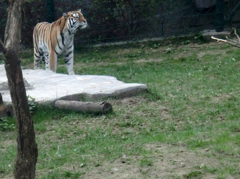 Sibirische Tigerin MYMOZA im Zoologischen Garten Wuppertal am 29. März 2012