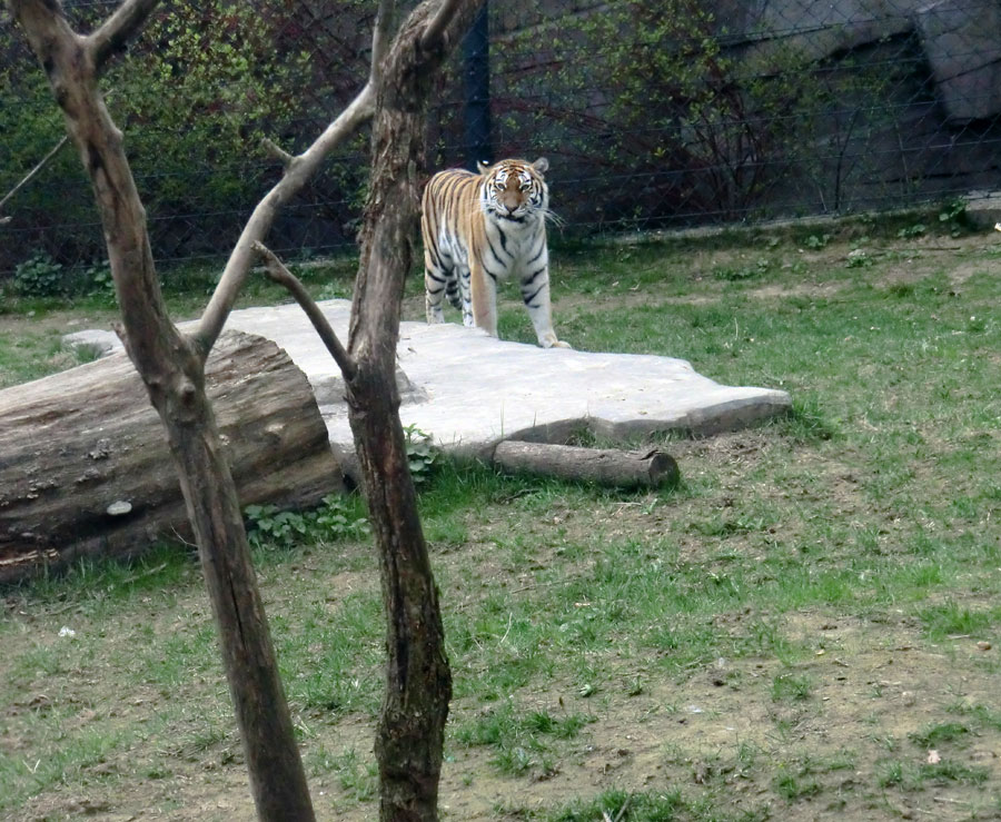 Sibirische Tigerin MYMOZA im Zoo Wuppertal am 29. März 2012