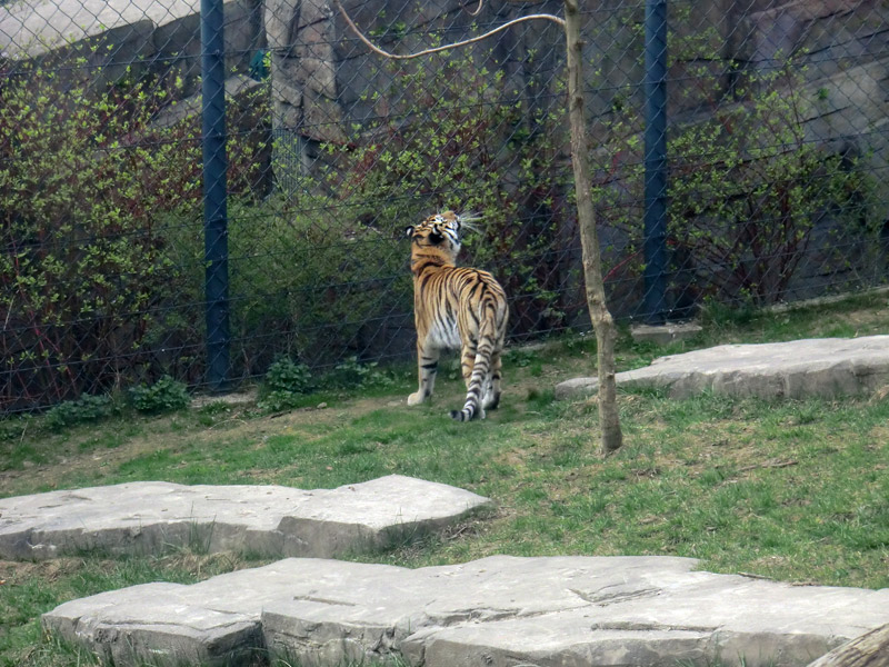 Sibirische Tigerin MYMOZA im Wuppertaler Zoo am 29. März 2012