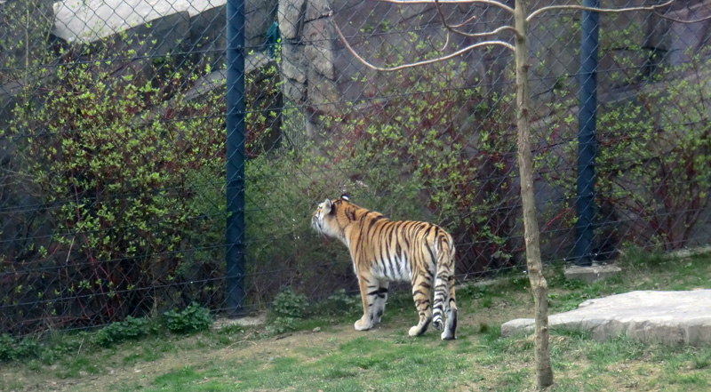 Sibirische Tigerin MYMOZA im Zoo Wuppertal am 29. März 2012