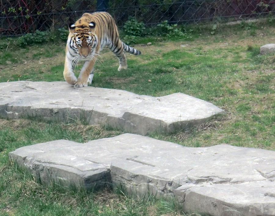 Sibirische Tigerin MYMOZA im Wuppertaler Zoo am 29. März 2012