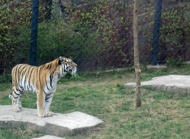 Sibirische Tigerin MYMOZA im Zoo Wuppertal am 29. März 2012