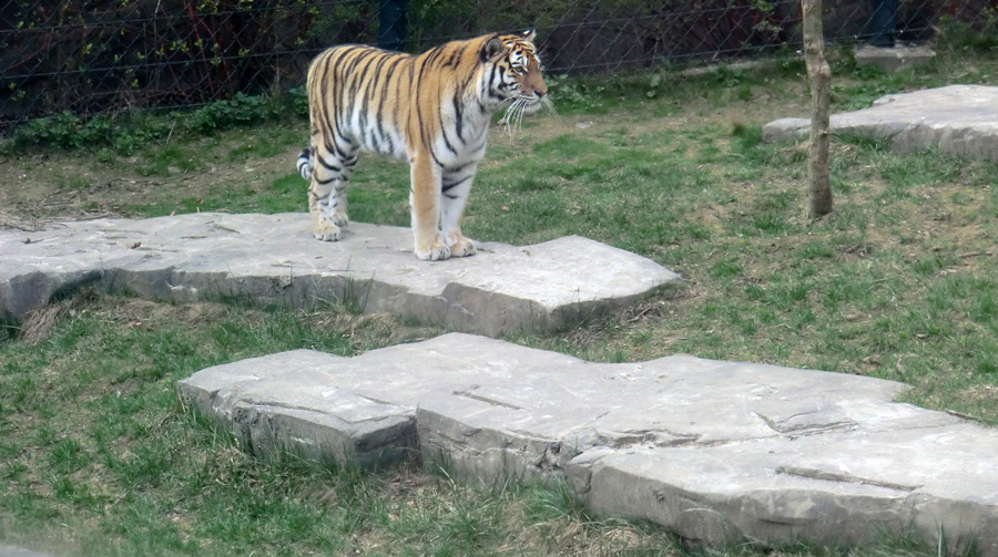 Sibirische Tigerin MYMOZA im Zoologischen Garten Wuppertal am 29. März 2012