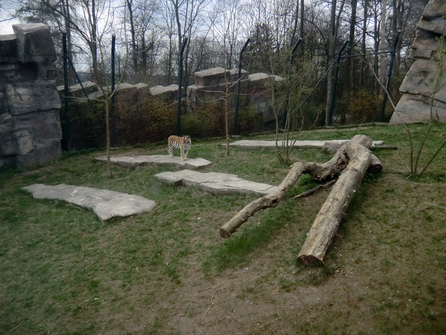 Sibirische Tigerin MYMOZA im Wuppertaler Zoo am 29. März 2012