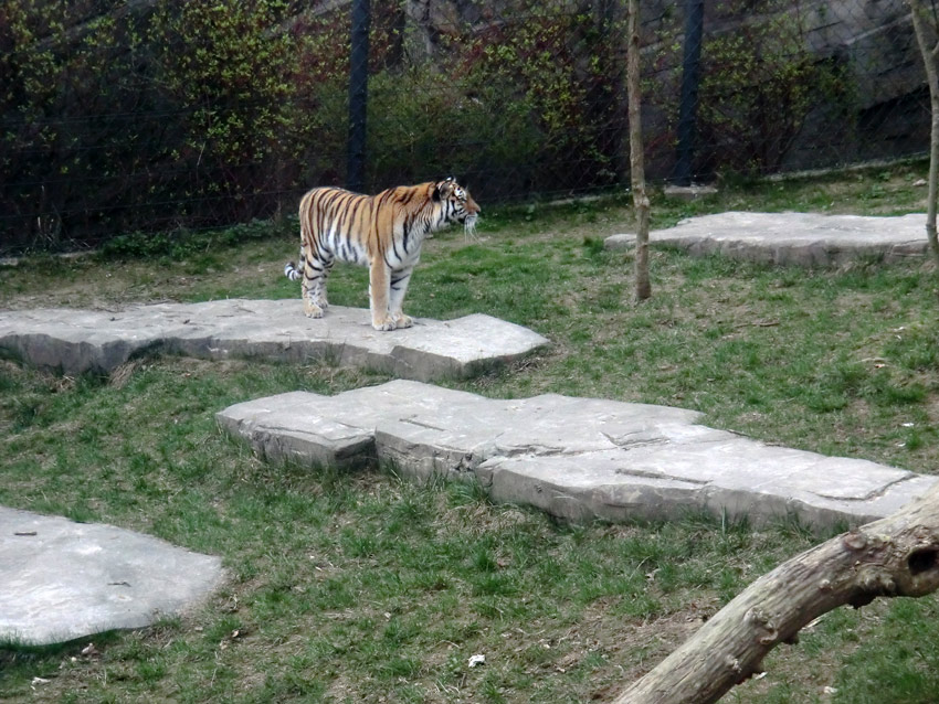 Sibirische Tigerin MYMOZA im Zoo Wuppertal am 29. März 2012