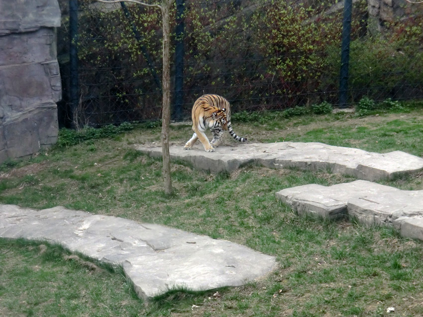 Sibirische Tigerin MYMOZA im Zoologischen Garten Wuppertal am 29. März 2012