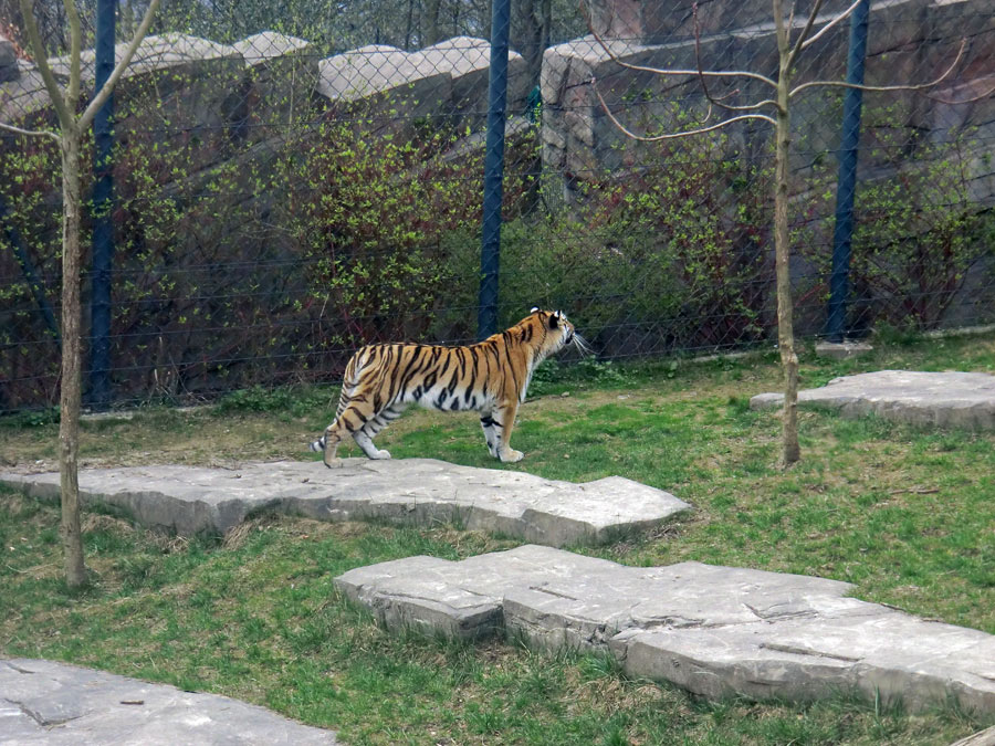 Sibirische Tigerin MYMOZA im Wuppertaler Zoo am 29. März 2012