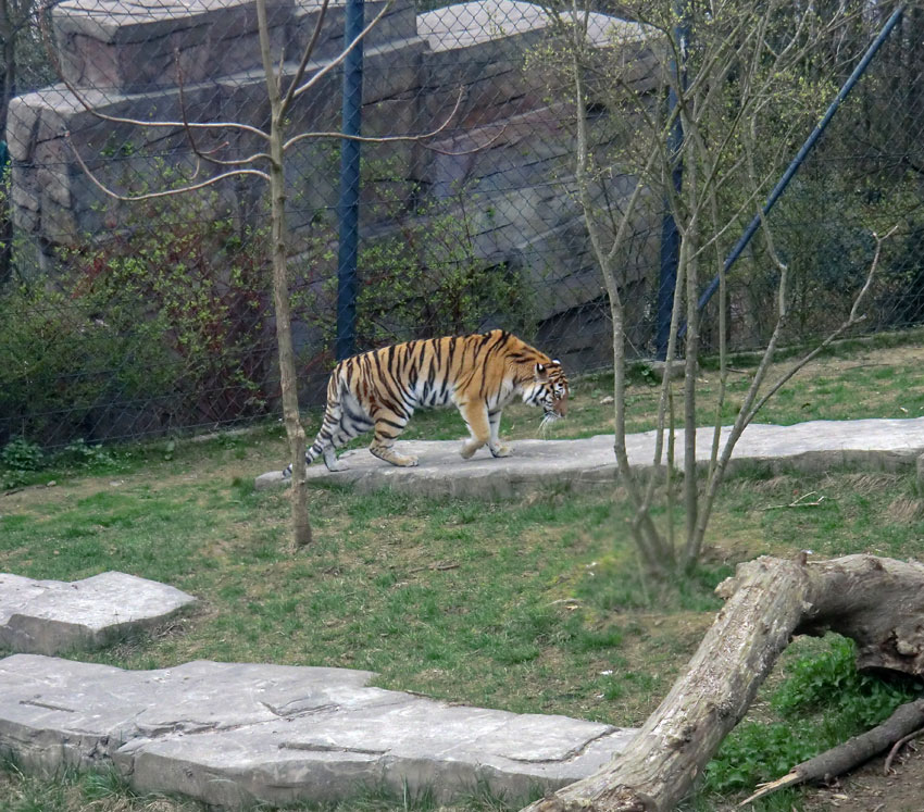 Sibirische Tigerin MYMOZA im Zoo Wuppertal am 29. März 2012