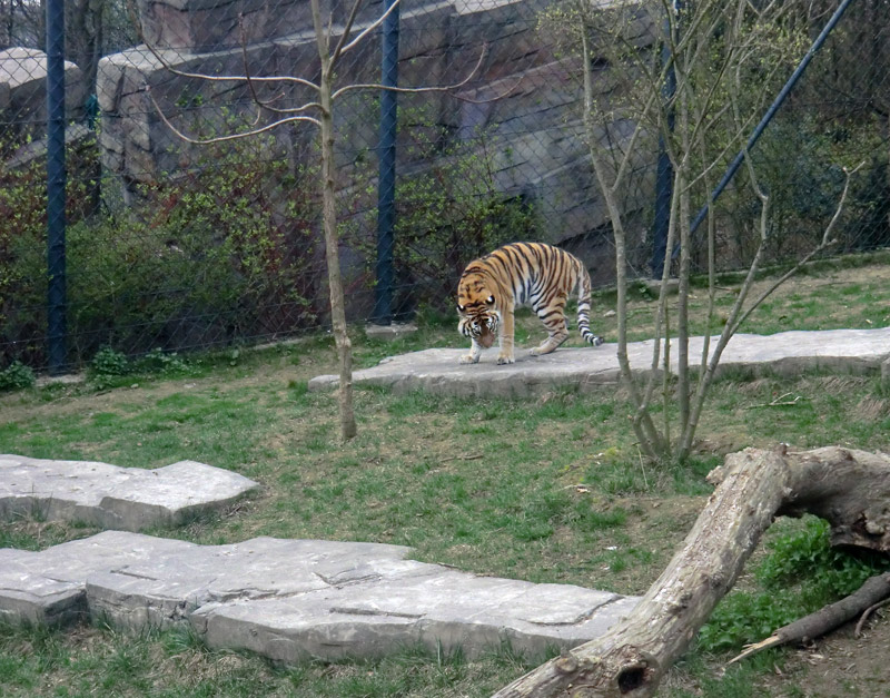 Sibirische Tigerin MYMOZA im Zoologischen Garten Wuppertal am 29. März 2012