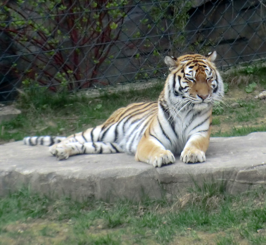 Sibirische Tigerin MYMOZA im Zoo Wuppertal am 29. März 2012