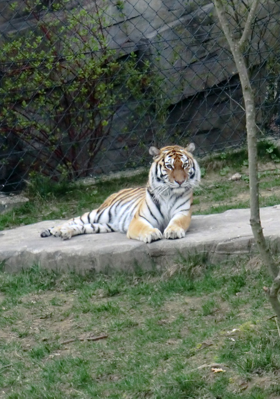 Sibirische Tigerin MYMOZA im Wuppertaler Zoo am 29. März 2012