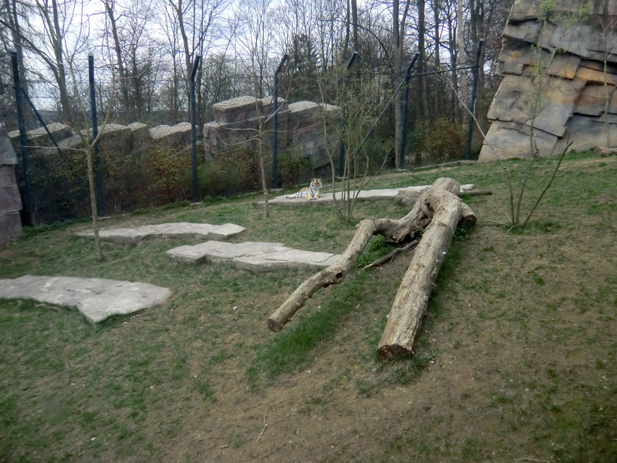 Sibirische Tigerin MYMOZA im Zoologischen Garten Wuppertal am 29. März 2012