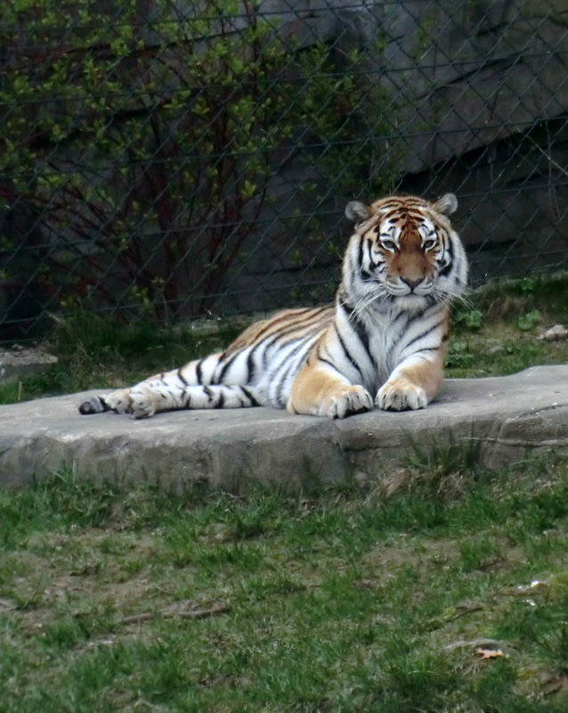 Sibirische Tigerin MYMOZA im Wuppertaler Zoo am 29. März 2012