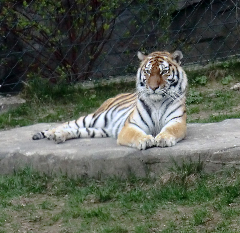 Sibirische Tigerin MYMOZA im Zoo Wuppertal am 29. März 2012