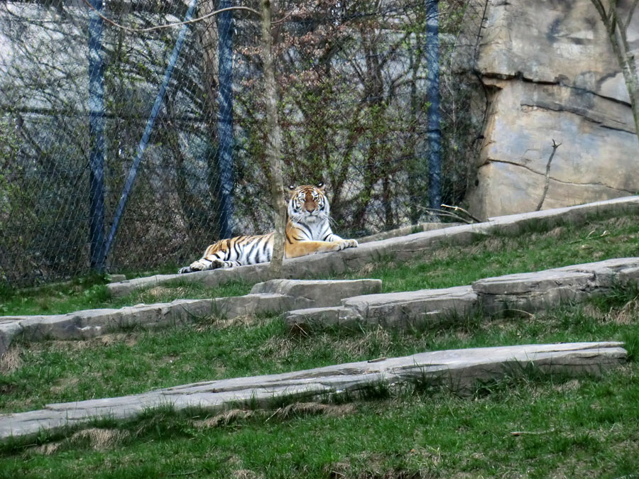 Sibirische Tigerin MYMOZA im Zoologischen Garten Wuppertal am 29. März 2012