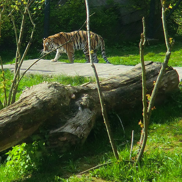 Sibirische Tigerin MYMOZA im Wuppertaler Zoo am 22. April 2012