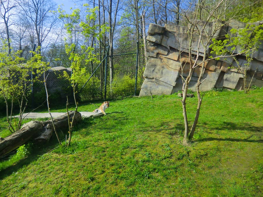 Sibirische Tigerin MYMOZA im Zoologischen Garten Wuppertal am 22. April 2012