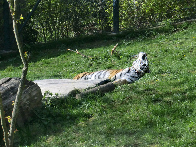 Sibirische Tigerin MYMOZA im Zoologischen Garten Wuppertal am 22. April 2012