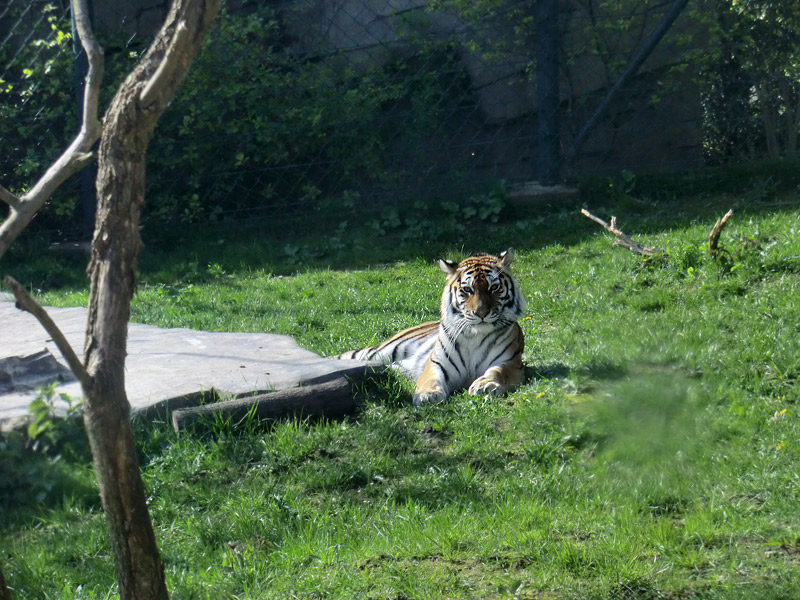 Sibirische Tigerin MYMOZA im Wuppertaler Zoo am 22. April 2012