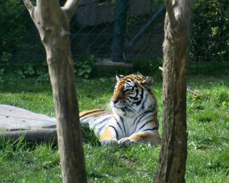 Sibirische Tigerin MYMOZA im Zoo Wuppertal am 22. April 2012