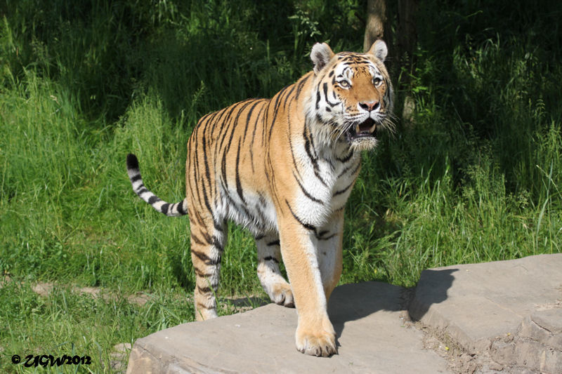 Sibirischer Tiger MANDSCHU im Wuppertaler Zoo am 2. Juni 2012 (Foto UGW)
