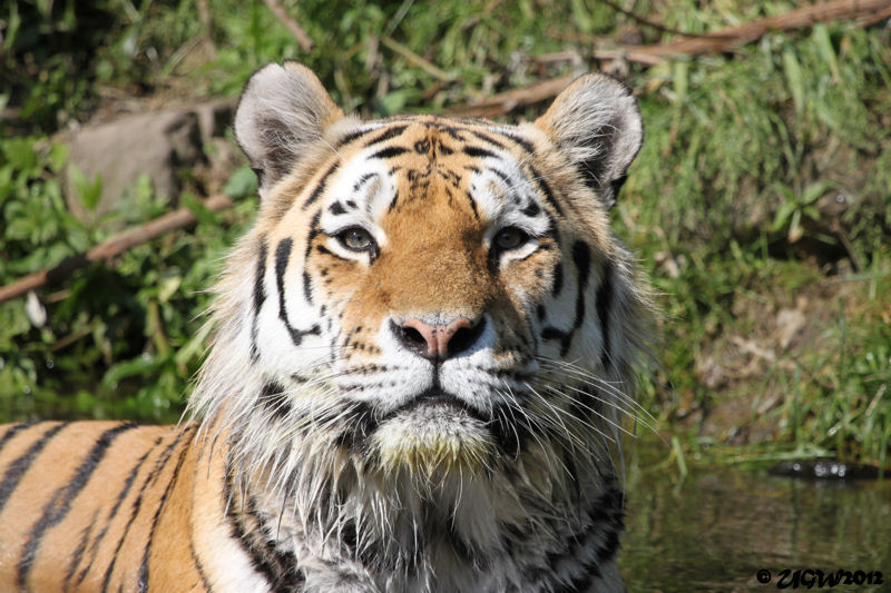 Sibirischer Tiger WASSJA im Zoologischen Garten Wuppertal am 2. Juni 2012 (Foto UGW)