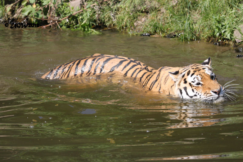 Sibirischer Tiger WASSJA im Wuppertaler Zoo am 2. Juni 2012 (Foto UGW)