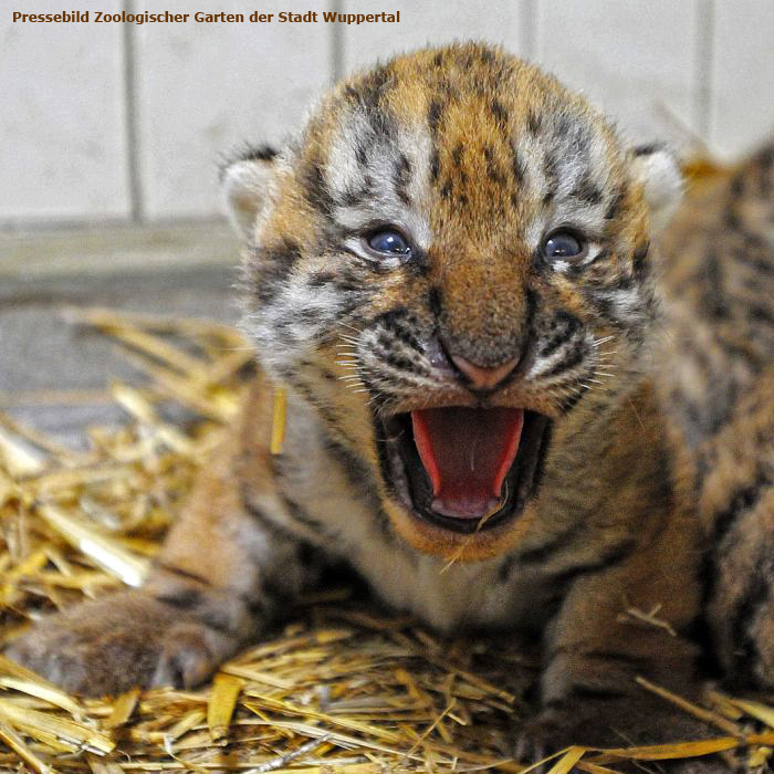 Sibirisches Tigerjungtier im Wuppertaler Zoo im Juli 2012 (Pressebild Zoologischer Garten der Stadt Wuppertal)