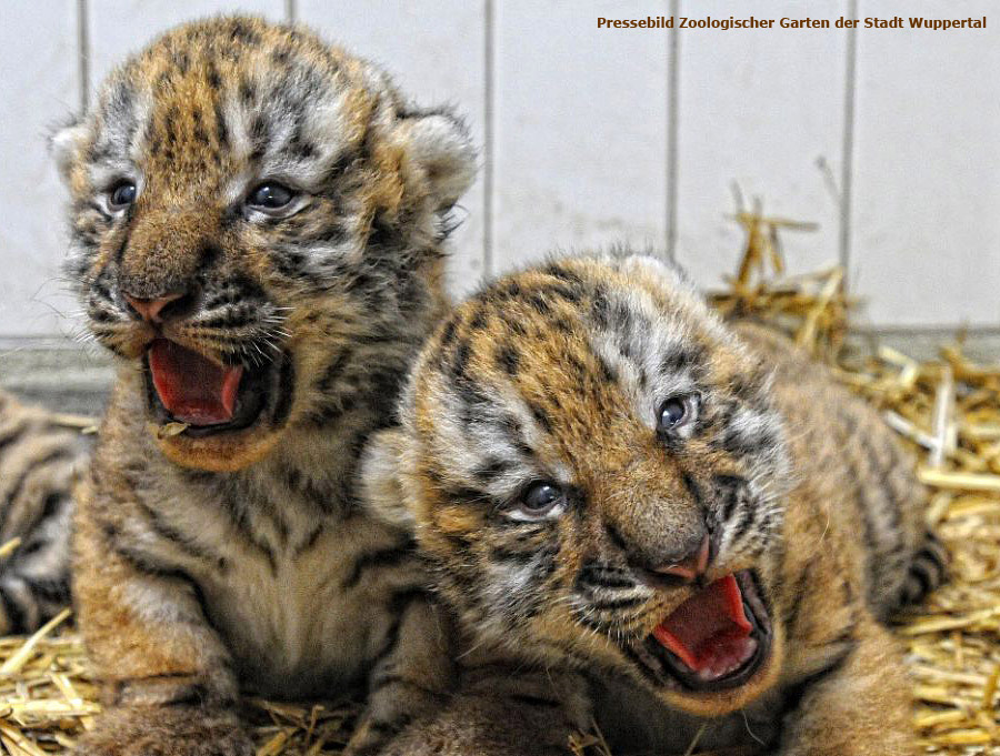 Tigerwelpen im Wuppertaler Zoo im Juli 2012 (Pressebild Zoologischer Garten der Stadt Wuppertal)