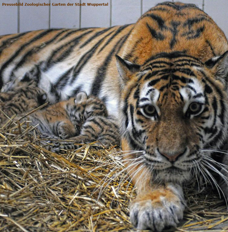 Sibirische Tigerin MYMOZA mit Jungtieren im Zoo Wuppertal im Juli 2012 (Pressebild Zoologischer Garten der Stadt Wuppertal)