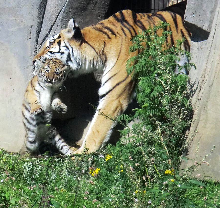 Sibirische Tigerin MYMOZA mit Jungtier im Wuppertaler Zoo am 17. August 2012