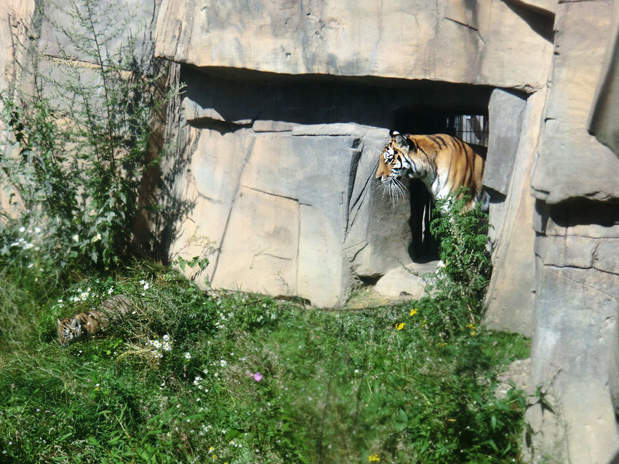 Sibirische Tigerin MYMOZA mit Jungtier im Zoo Wuppertal am 17. August 2012