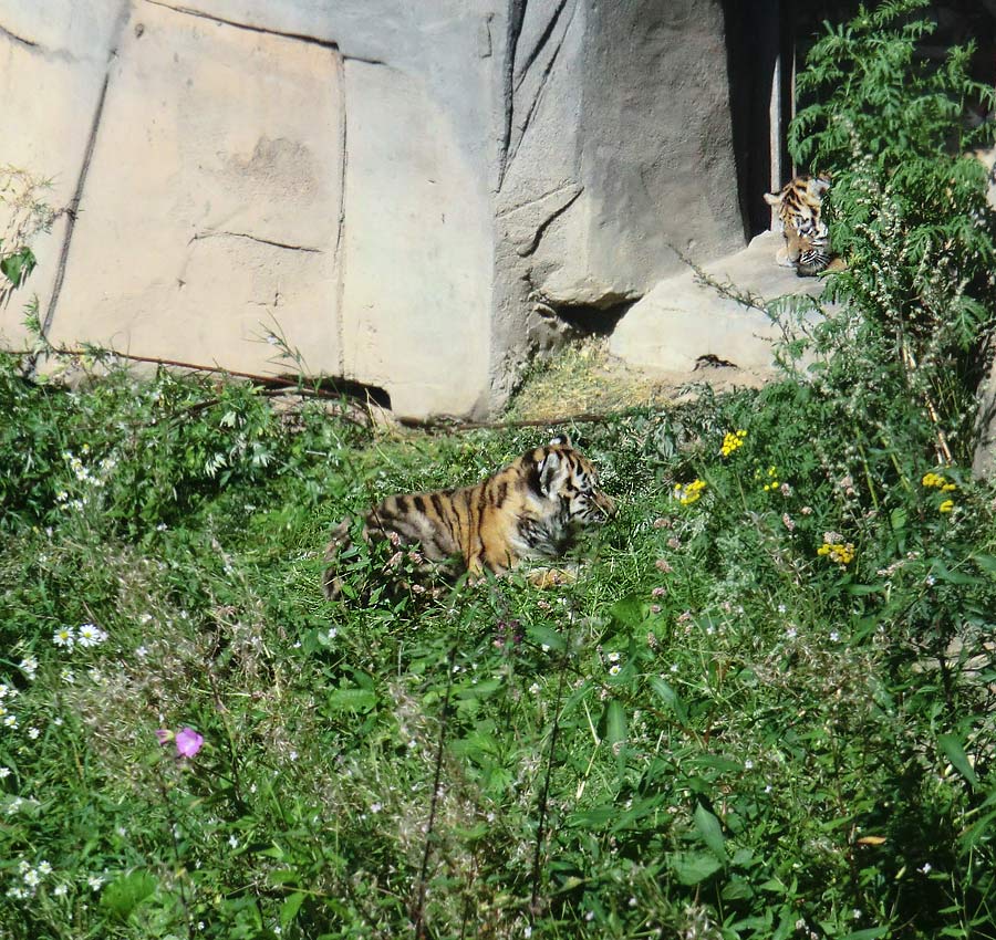 Sibirische Tiger Jungtiere im Zoologischen Garten Wuppertal am 17. August 2012