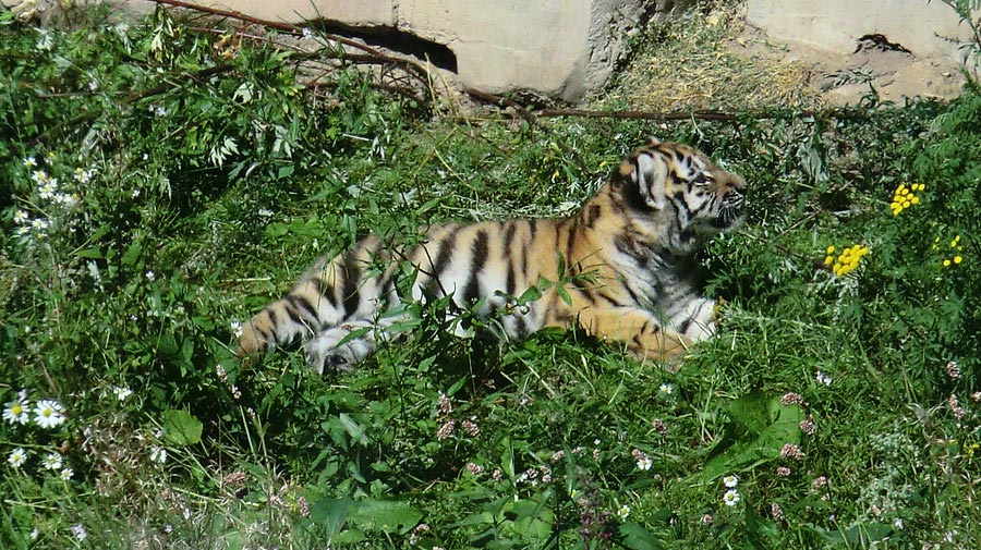 Sibirischer Tiger Jungtier im Wuppertaler Zoo am 17. August 2012