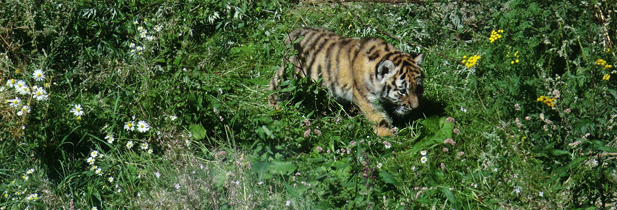 Sibirischer Tiger Jungtier im Zoologischen Garten Wuppertal am 17. August 2012