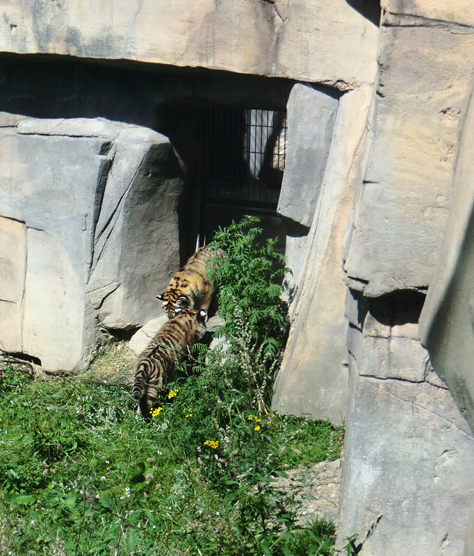 Sibirische Tiger Jungtiere im Zoologischen Garten Wuppertal am 17. August 2012